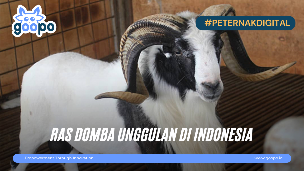Ras Domba Unggul Di Indonesia