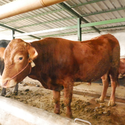 sapi pegon